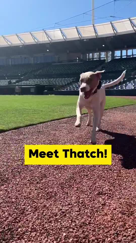 Drew Wolcott, head groundskeeper at Ed Smith Stadium in Sarasota, adopted Thatch two years ago, and his life hasn't been the same since.