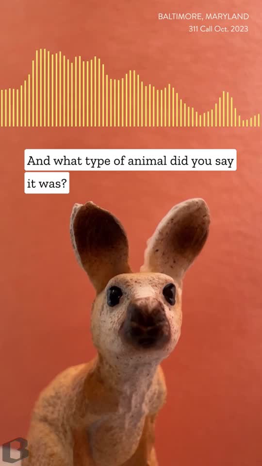 Was there actually a kangaroo on the loose in West Baltimore? We investigated.