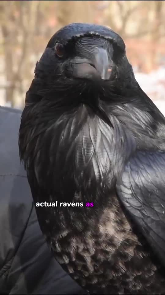 Rise and Conquer were brought to Baltimore in 2009, and for years, they attended every one of the Ravens' home games.